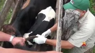 Campa&ntilde;a Nacional contra la Brucelosis Bovina