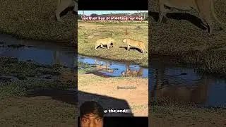 lion vs lioness 🦁😨 #animals #wildlife #trending #lion #lionesses  #wildanimals #youtubeshorts