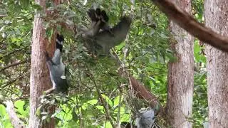 Topknot Pigeons feeding on Cissus glaucescens