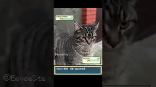 A wild Pokemon Cat appeared! #pokemon #pokemonmeme #funnycats #irlpokemonbattle