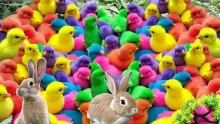 RAINBOW CHICKS ASMR &ndash; Sweet Chirping Sounds for Relax Time