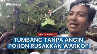 Tanpa Angin dan Hujan, Pohon Trambesi Besar Tiba-Tiba Tumbang di Jalan Ujung Makassar