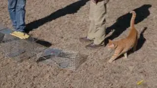Controlling Animal Pests in the Garden