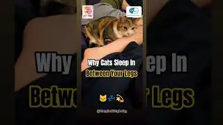 Why Cats Sleep Between Their Humans&rsquo; Legs | Trust, Warmth & Bonding Explained