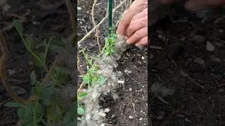 Schafwolle im Beet: 4 Vorteile f&uuml;r deine Pflanzen #garten #schafwolle