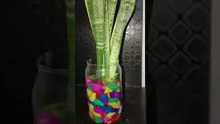 indoor plants table decor with  pebbles 💕💕#shorts #video
