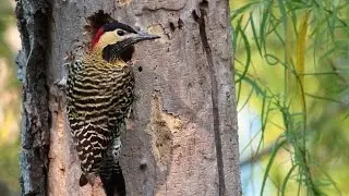CARPINTERO REAL (Colaptes melanochloros)