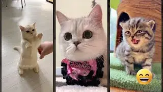 Cat Funny Videos 🐈&zwj;⬛ Will Cheer you Up 😅 #FunnyCats Ep 2411