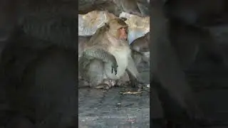 uncle fatty the monkey #fatmonkey