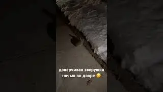 Доверчивая зверушка ночью во дворе 😊