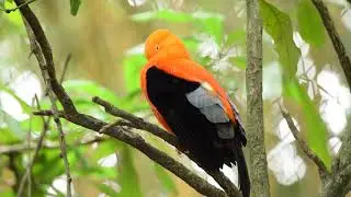 Beautiful Parrot 