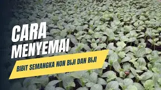 Cara Menyemai Biji Semangka Non biji untuk Pemula (Mudah & Anti Gagal)