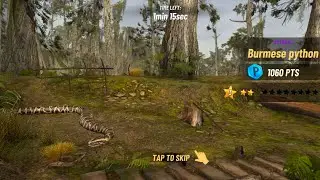 Hunting Clash--  Mystic Burmese Python in Everglades @ngghost3681 .