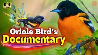 Oriole Bird's Documentary | Amazing Bird Species Video | Creative Nature