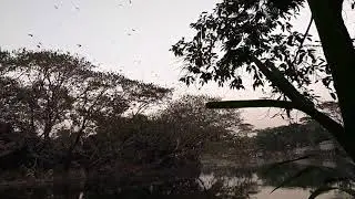 Birds over the pond