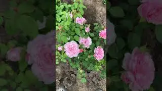 Eustacia Vye (Юстасия Вэй)англ 2019