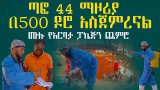 በ 500 ዶሮ ለመጀመር
