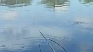 The fish are good at finishing the bait without shaking the float #great fishing