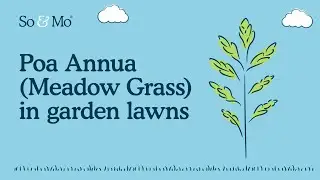 Poa annua (meadow grass) in garden lawns | So & Mo