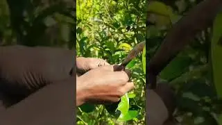 Malta on the grapefruit tree #shortvideo
