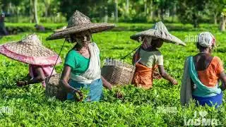 Baksa district rap song || rap song || Chandan nath. #trending #rap #baksa #assam 