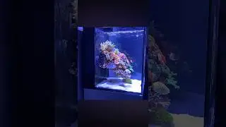 Floating Reef Tank 😍 Shoutout: Seafriendlyreef #coralreef #aquascape #saltwateraquarium #aquarium