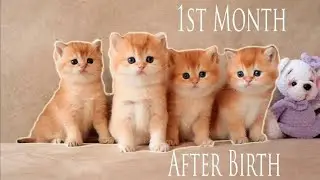 How Kitten Coco MET her four Brothers
