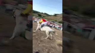 CASI TERMINA EN TRAGEDIA ESTA CARRERA #caballosdecarreras #horse #caballos