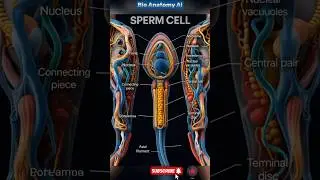 Inside the Sperm Cell | 3DAnatomy Breakdown #shorts #3danimation #humananatomy #science#BioAnatomyAi