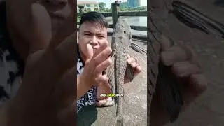 Why don't people eat pleco