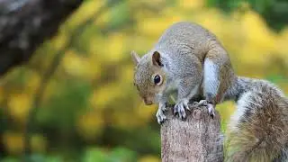 most amazing squirrel species of the world| amazing facts about squirrels worldwide