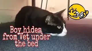 Scaredy cat hides under bed from home vet
