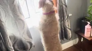 #waitingtime #pets #love #labradoodles #labrador 