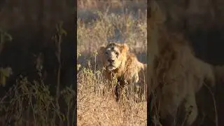 Sighting of a lion couple in Gir National Park #asiaticlions #gir #lions #sasangir