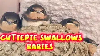 Cutiepie Swallow Babies