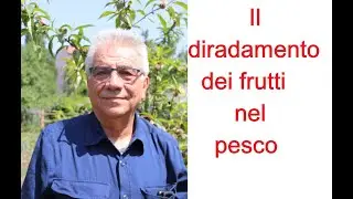 Il diradamento dei frutti nel pesco