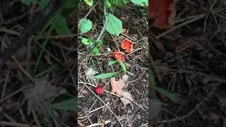 Wild Fungi | Scarlet Waxcap