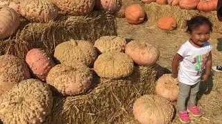 Emma Picks A Pumpkin, Dives In A Corn Bath, Sings Finger Family