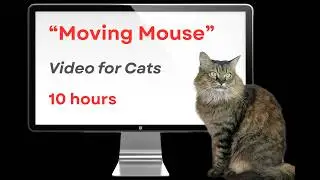 Cat Entertainment Screen | Moving Mouse for Cats 🐭🐾 (Perfect for Working From Home!)