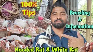 Hooded Rat & white rat breeding progress Rat breeding tips White Rat information Hooded rats as pets