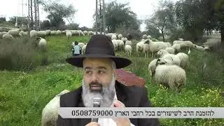מ ר ג ש - הנער התמים שהרעיד את השמים !!!