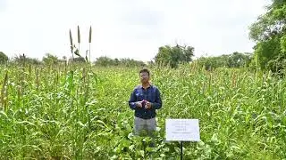 Natural Farming Crop Unit at KVK, S.D. Agricultural University, Deesa (Banaskantha), Gujarat