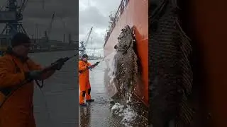 Fish Cleaning #wildlife #finwhale #fishshark #fish #shark #ship