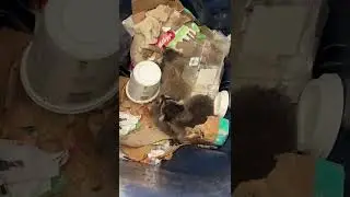Young Raccoons Safely Secured During Humane Removal in Toronto
