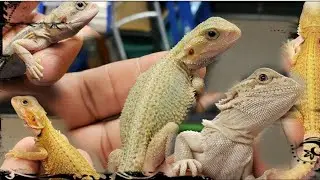 Baby Bearded Dragon update, they are putting on good size, checking current weight and lengths