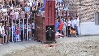 Castrejon de Trabancos 2024 Toro de cajon