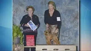 Portland Kennel club dog show this weekend