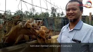 Menarik Di Muar 3 : Ladang Penternakan Rusa