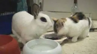 Rabbit Biba and cat Fuffi at dinner together with very polite and good manners