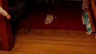 Mya The Cat